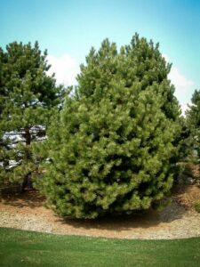 Сосна Чёрная (Pinus Nigra) купить по цене от 270.00р. в интернет-магазине «Посадика» с доставкой почтой в в Салаире и по всей России – [изображение №1].