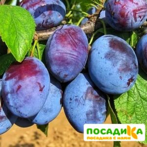 Слива Чачакская ранняя купить по цене от 229.00р. в интернет-магазине «Посадика» с доставкой почтой в в Салаире и по всей России – [изображение №1].