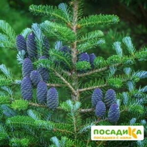 Пихта корейская (Abies koreana) купить по цене от 450.00р. в интернет-магазине «Посадика» с доставкой почтой в в Салаире и по всей России – [изображение №1].