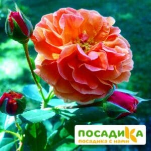 Роза Арабия купить по цене от 350.00р. в интернет-магазине «Посадика» с доставкой почтой в в Салаире и по всей России – [изображение №1].