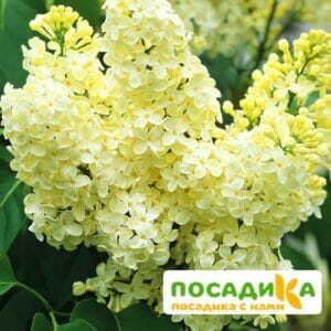 Сирень Примроуз (Primrose) купить по цене от 529.00р. в интернет-магазине «Посадика» с доставкой почтой в в Салаире и по всей России – [изображение №1].