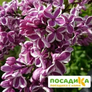 Сирень Сенсация купить по цене от 529.00р. в интернет-магазине «Посадика» с доставкой почтой в в Салаире и по всей России – [изображение №1].