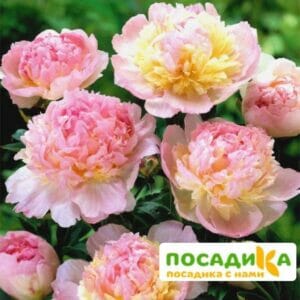 Пион Распберри Сандей (Paeonia Raspberry Sundae) купить по цене от 959р. в интернет-магазине «Посадика» с доставкой почтой в в Салаире и по всей России – [изображение №1].