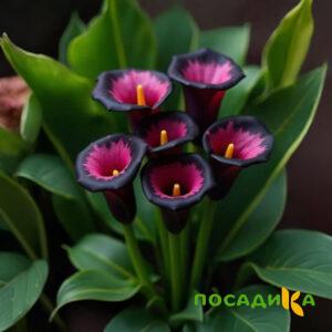 Калла Аура Лейс купить по цене от 400р. в интернет-магазине «Посадика» с доставкой почтой в в Салаире и по всей России – [изображение №1].