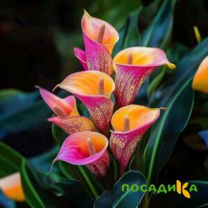 Калла Оникс купить по цене от 450р. в интернет-магазине «Посадика» с доставкой почтой в в Салаире и по всей России – [изображение №1].