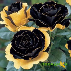 Роза Ханни Сикл купить по цене от 700р. в интернет-магазине «Посадика» с доставкой почтой в в Салаире и по всей России – [изображение №1].