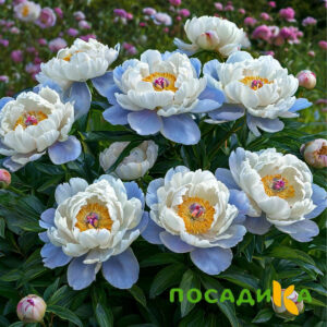 Пион акварельный Этюд купить по цене от 806р. в интернет-магазине «Посадика» с доставкой почтой в в Салаире и по всей России – [изображение №1].