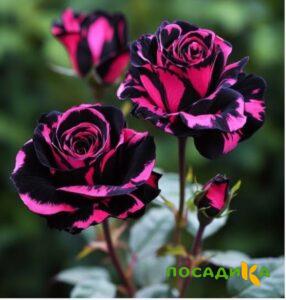 Роза Багровый Шепот купить по цене от 366р. в интернет-магазине «Посадика» с доставкой почтой в в Салаире и по всей России – [изображение №1].