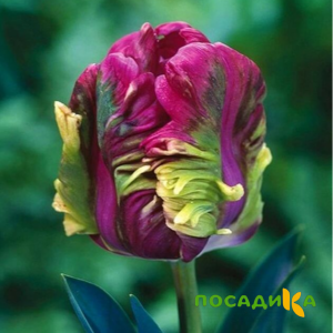 Тюльпан Экзотик Хэвен купить по цене от 186р. в интернет-магазине «Посадика» с доставкой почтой в в Салаире и по всей России – [изображение №1].